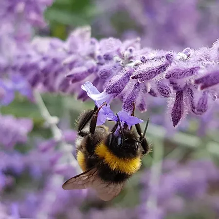 Superior - Am Im Thueringer Wald Engelsbach