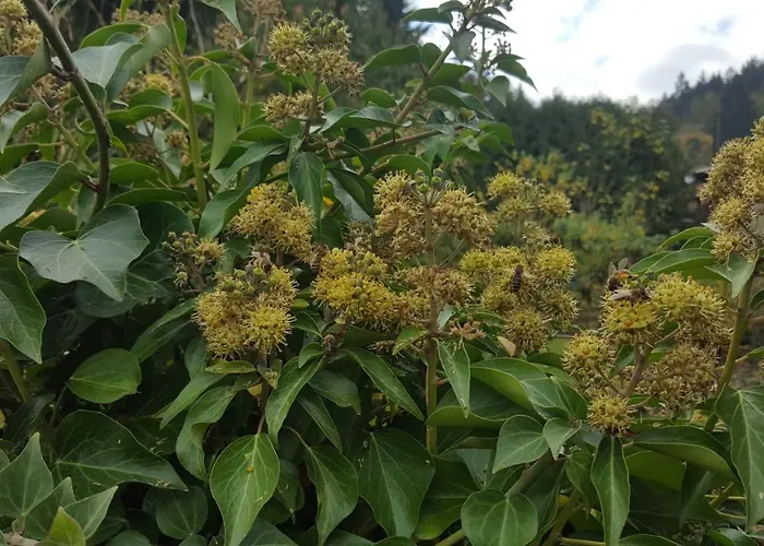 Superior - Am Im Thueringer Wald Σπίτι διακοπών *