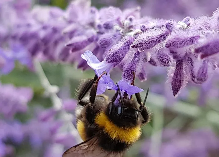 Superior - Am Im Thueringer Wald Engelsbach